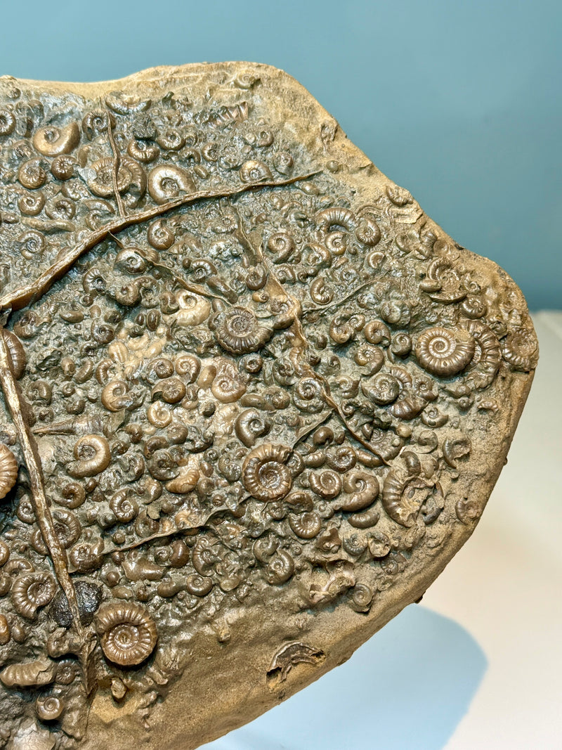 NEW! EPOPHIOCERAS in a PROMICROCERAS bed, other ammonite species to
