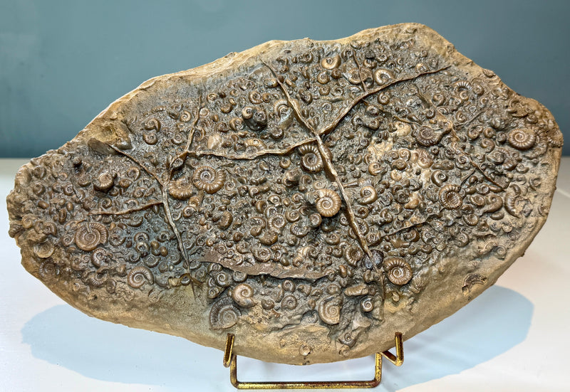 NEW! EPOPHIOCERAS in a PROMICROCERAS bed, other ammonite species to