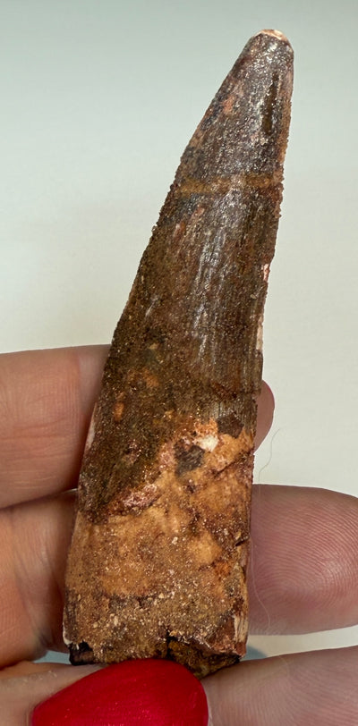 NEW! SPINOSAUR TOOTHN