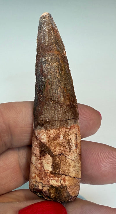 NEW! SPINOSAUR TOOTHN