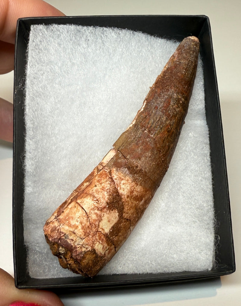NEW! SPINOSAUR TOOTHN
