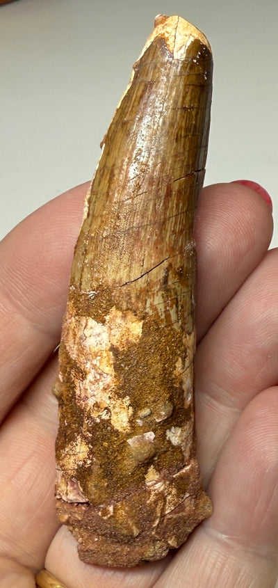NEW! SPINOSAUR TOOTH