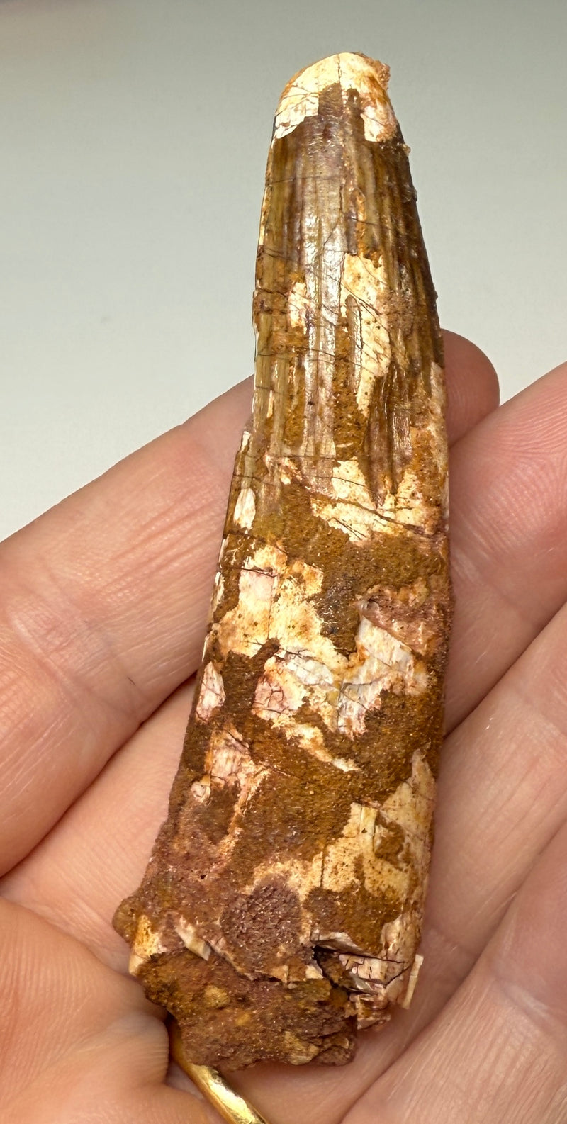 NEW! SPINOSAUR TOOTH