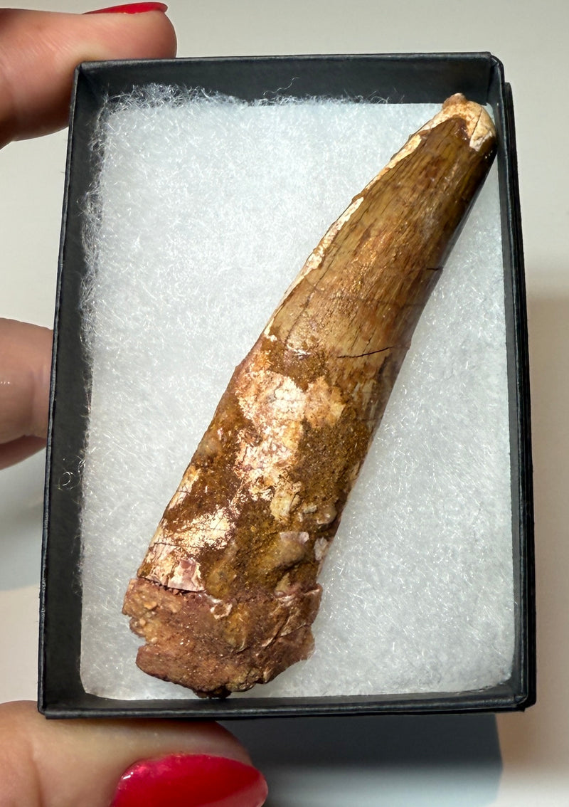 NEW! SPINOSAUR TOOTH