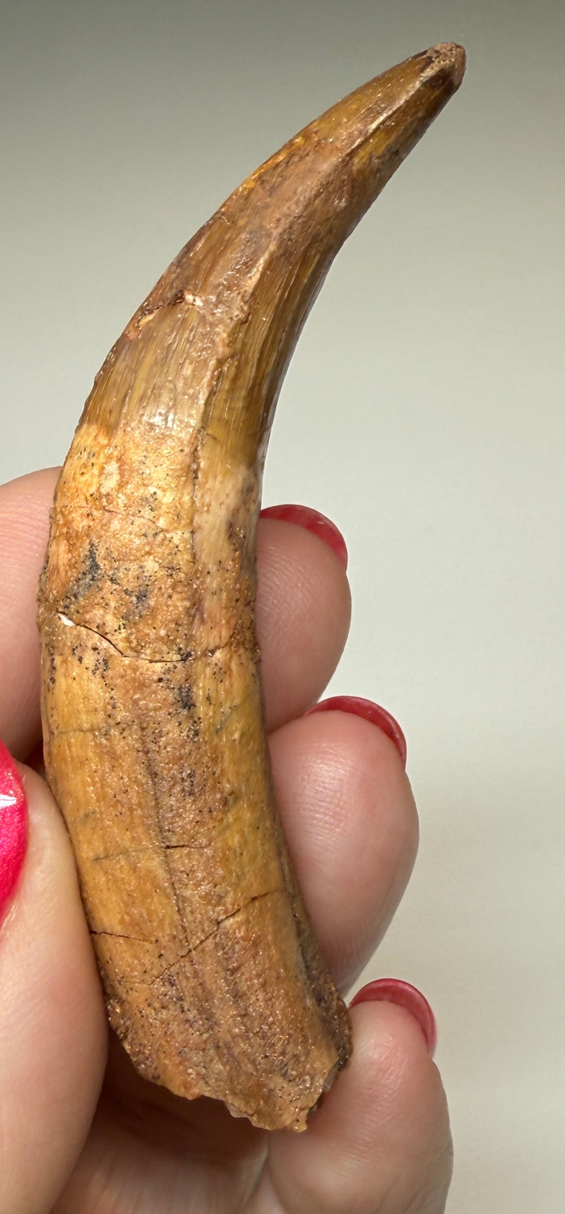 NEW! SPINOSAUR TOOTH