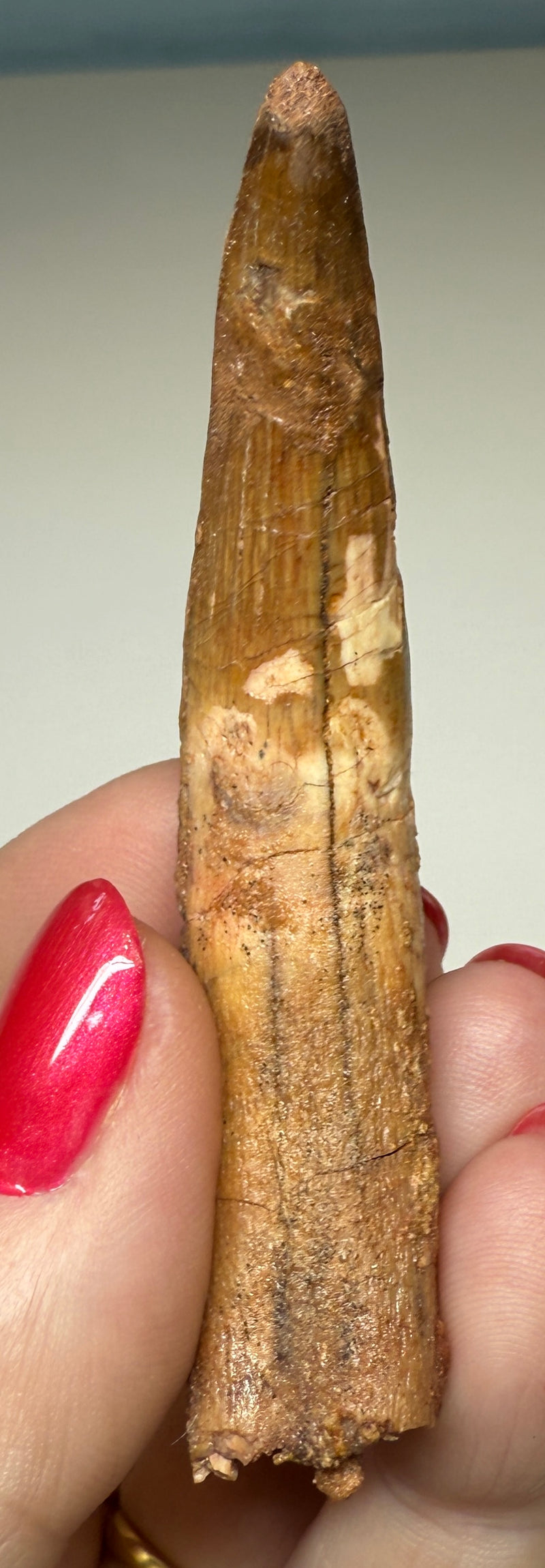 NEW! SPINOSAUR TOOTH