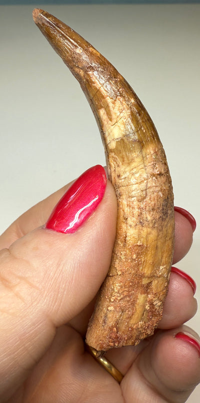 NEW! SPINOSAUR TOOTH