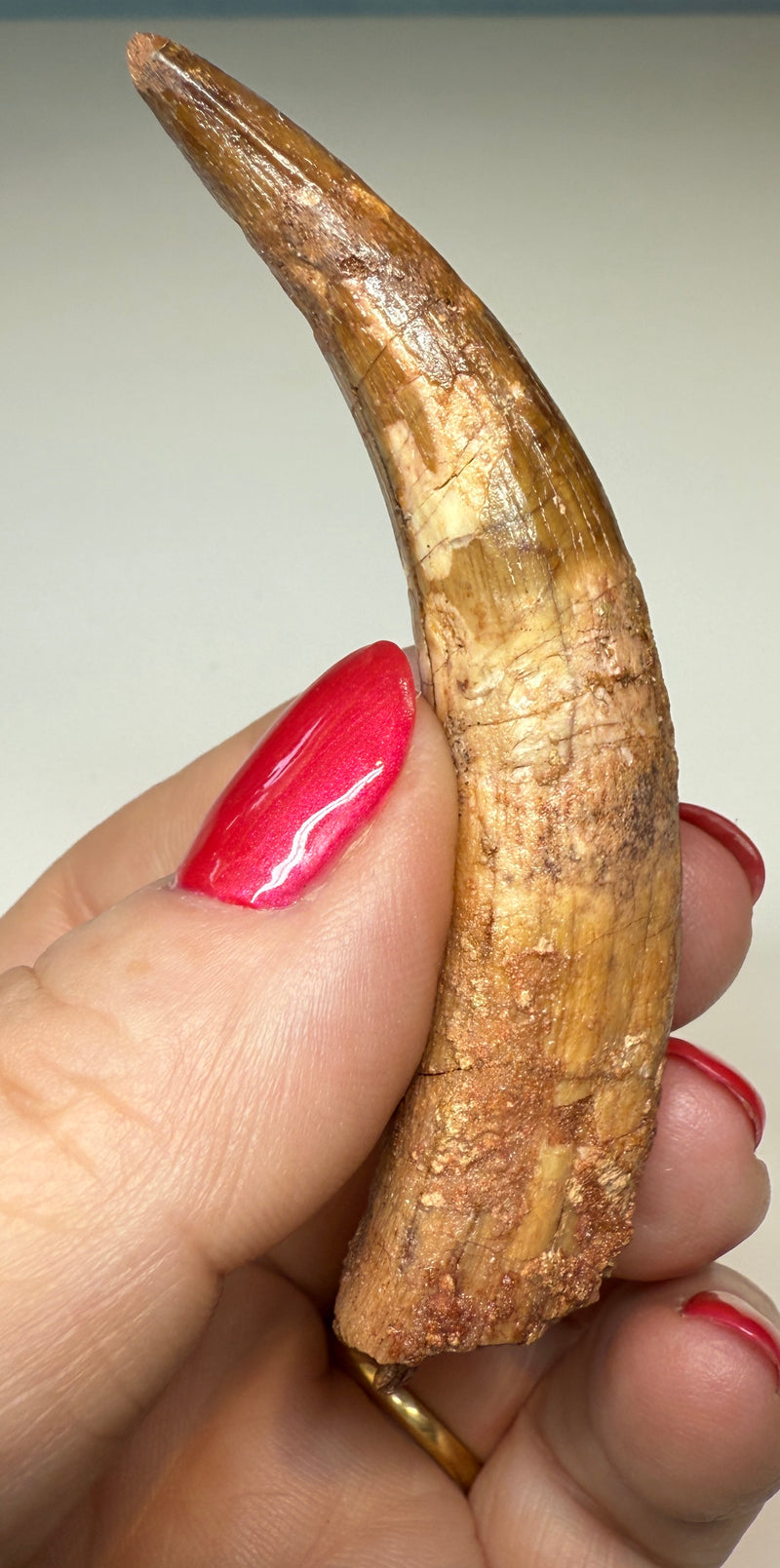 NEW! SPINOSAUR TOOTH