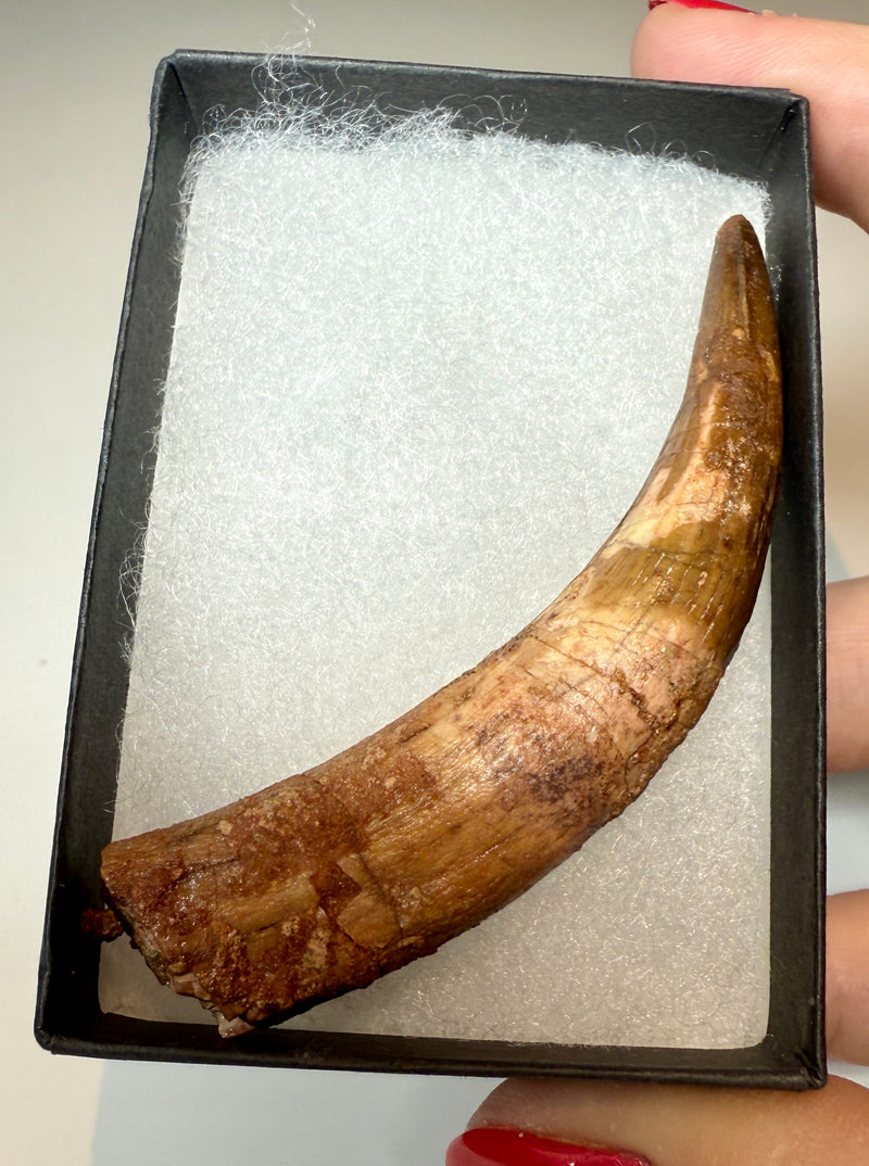 NEW! SPINOSAUR TOOTH