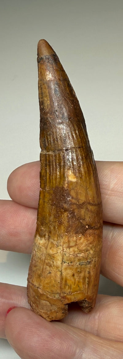 NEW! SPINOSAUR TOOTH