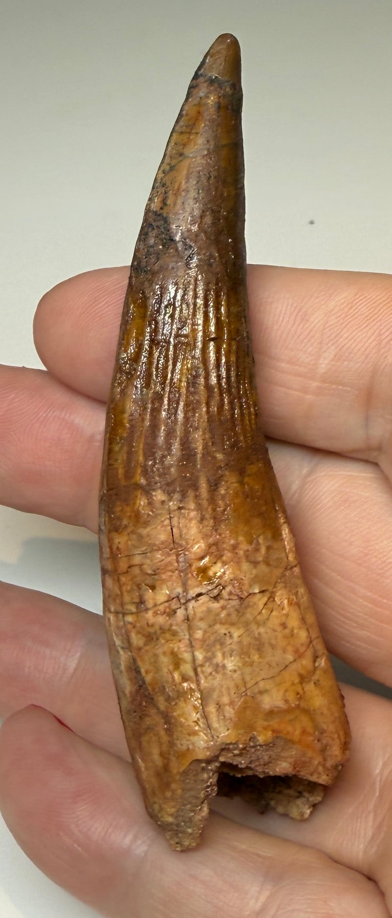 NEW! SPINOSAUR TOOTH