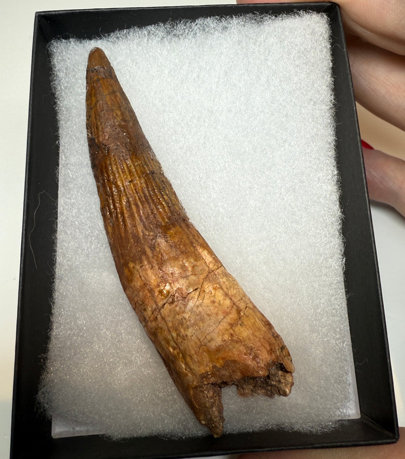 NEW! SPINOSAUR TOOTH