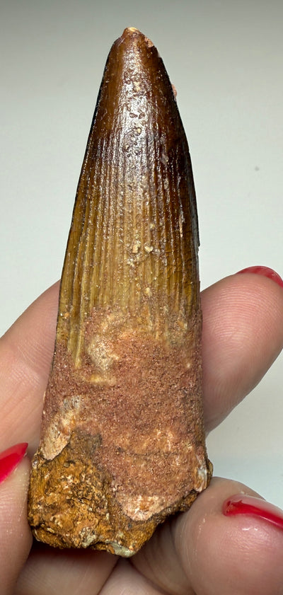 NEW! SPINOSAUR TOOTH