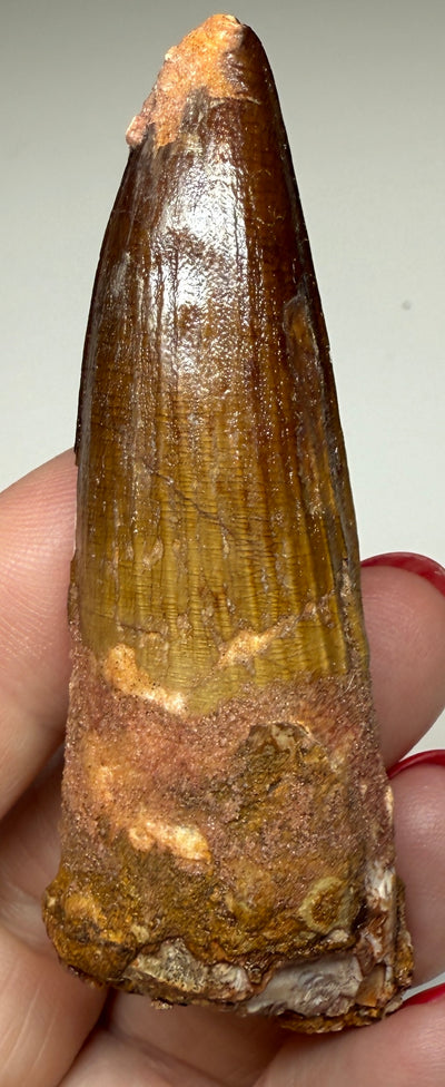 NEW! SPINOSAUR TOOTH