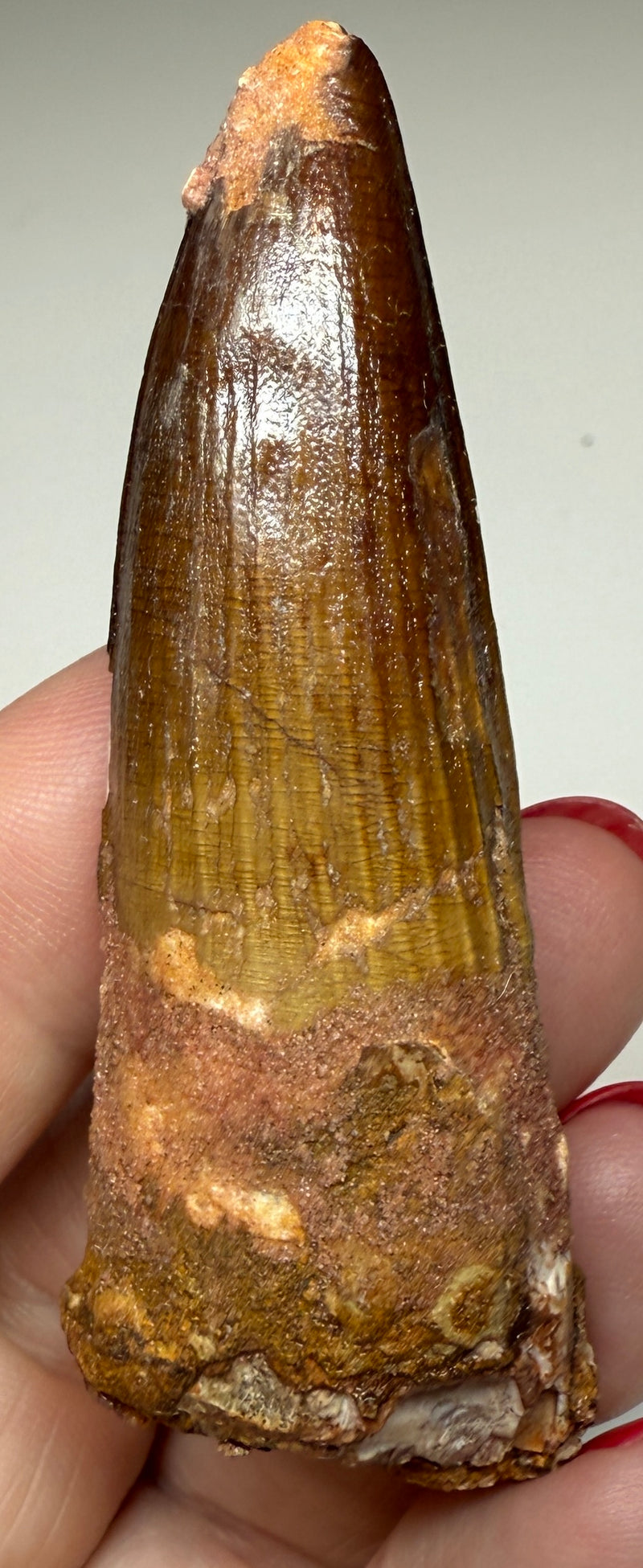 NEW! SPINOSAUR TOOTH