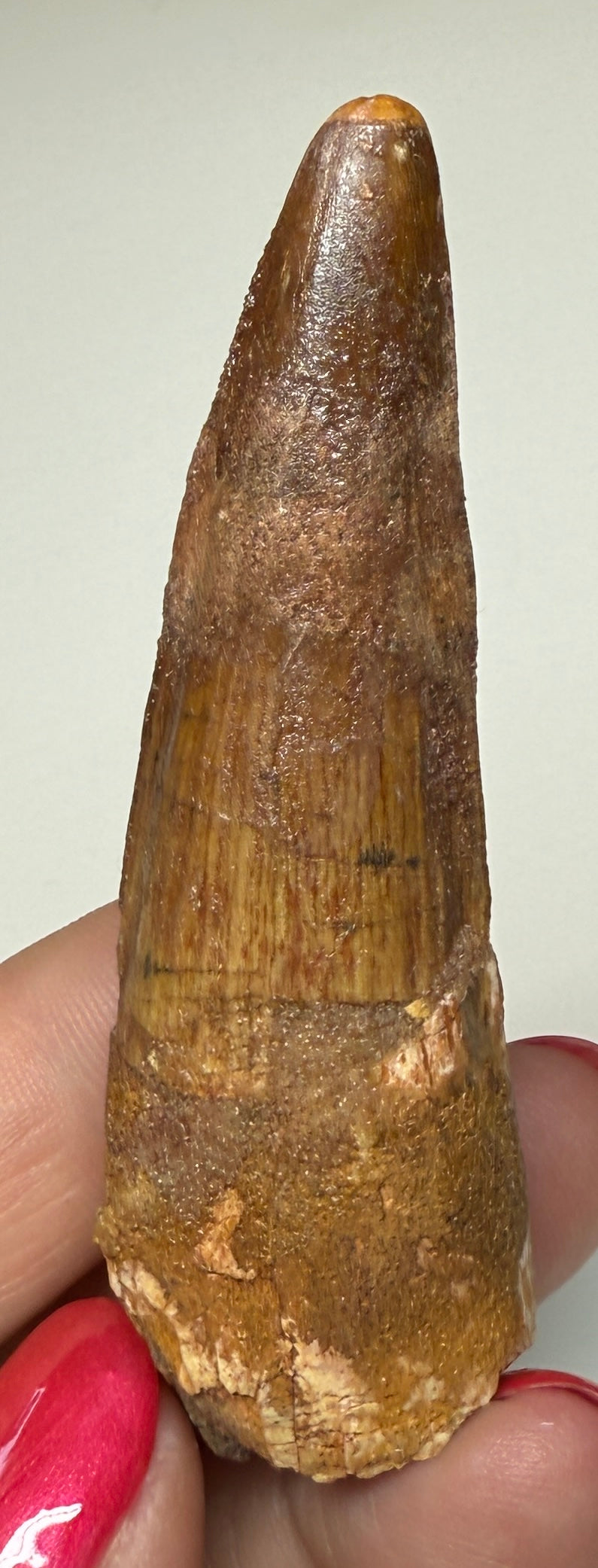 NEW! SPINOSAUR TOOTH