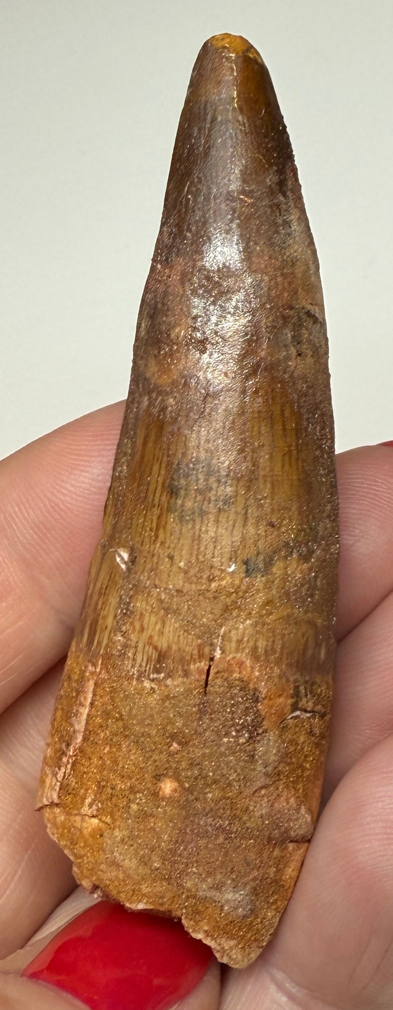 NEW! SPINOSAUR TOOTH