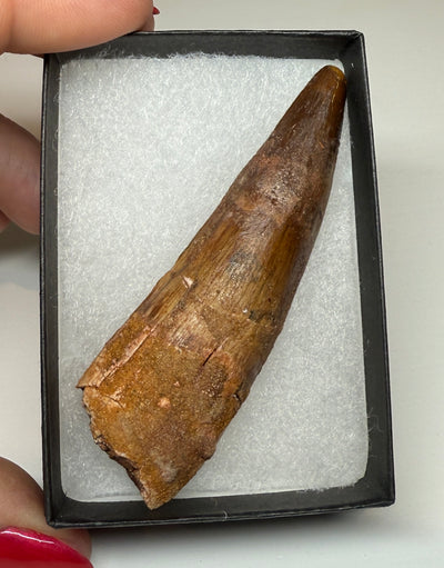 NEW! SPINOSAUR TOOTH
