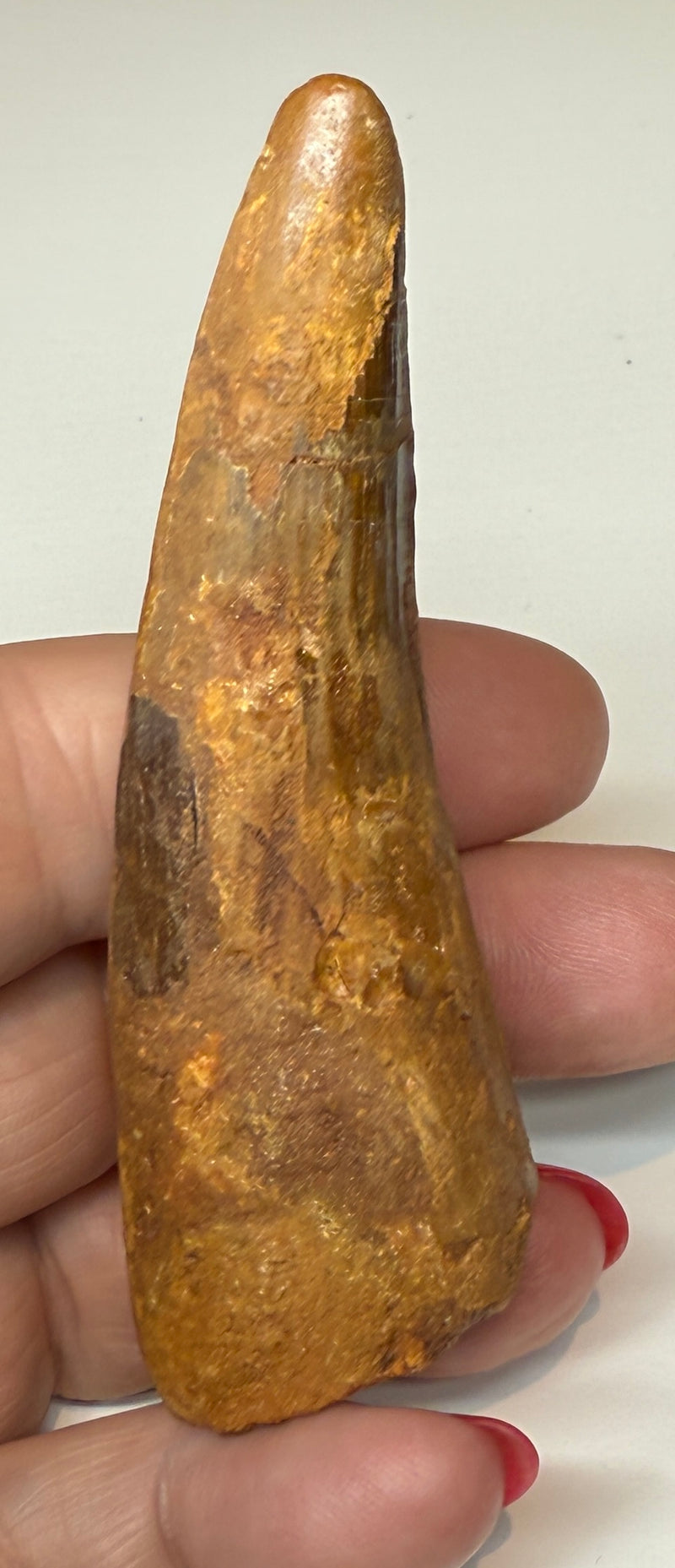 NEW! SPINOSAUR TOOTH