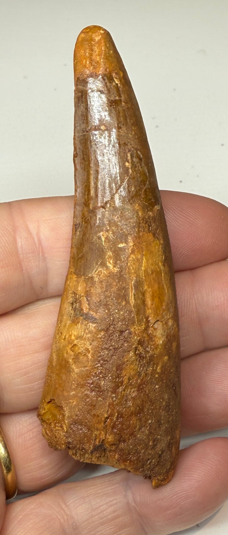 NEW! SPINOSAUR TOOTH