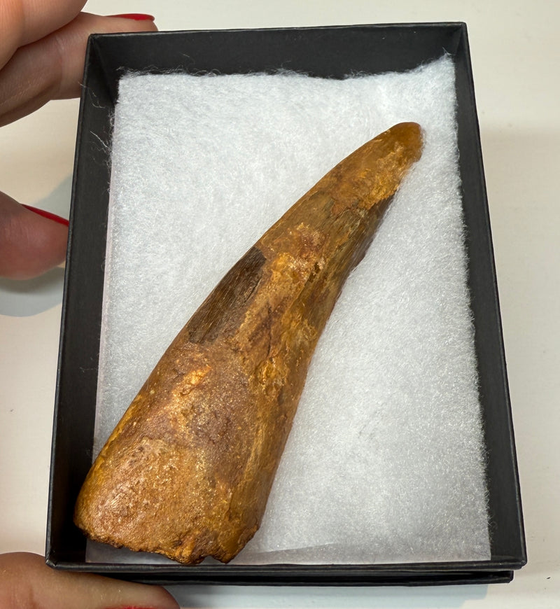 NEW! SPINOSAUR TOOTH