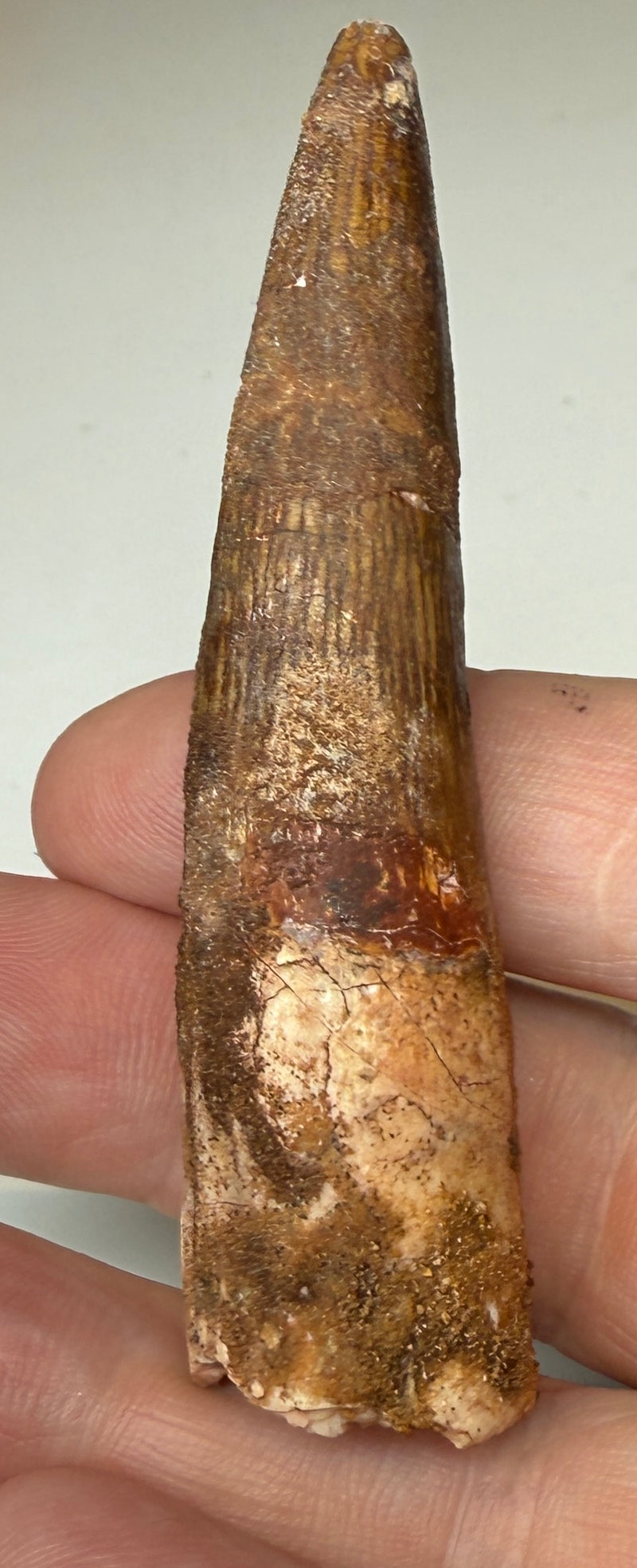 NEW! SPINOSAUR TOOTH