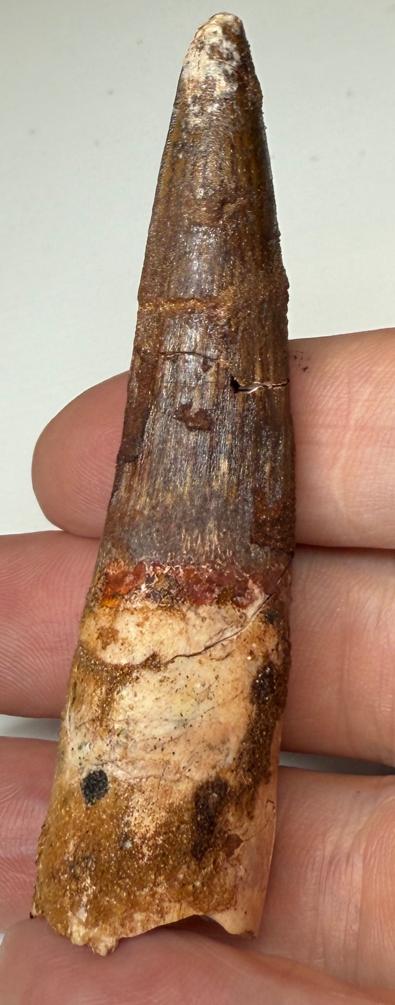 NEW! SPINOSAUR TOOTH
