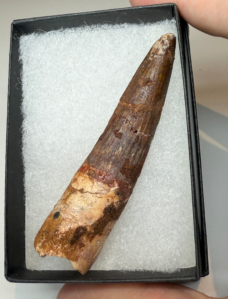 NEW! SPINOSAUR TOOTH