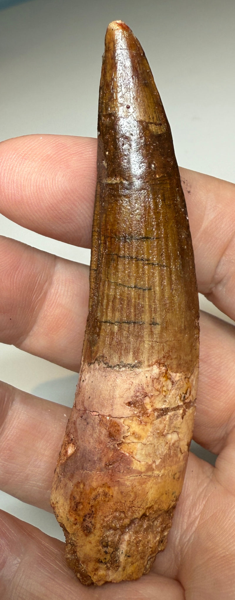 NEW! SPINOSAUR TOOTH