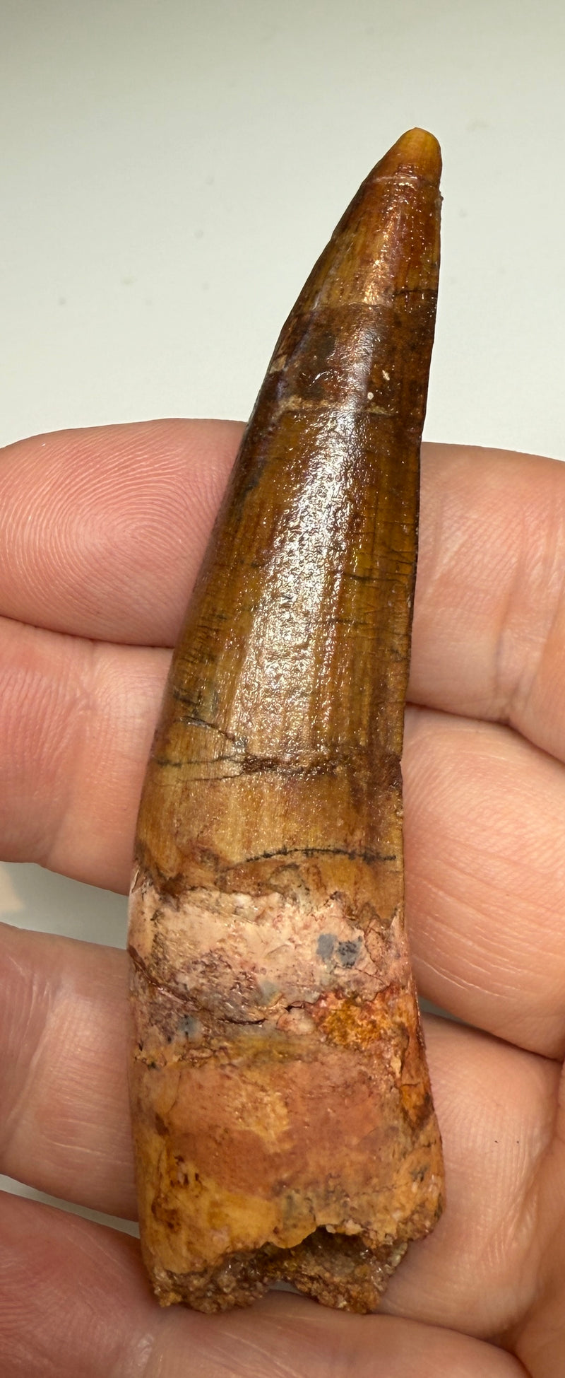 NEW! SPINOSAUR TOOTH