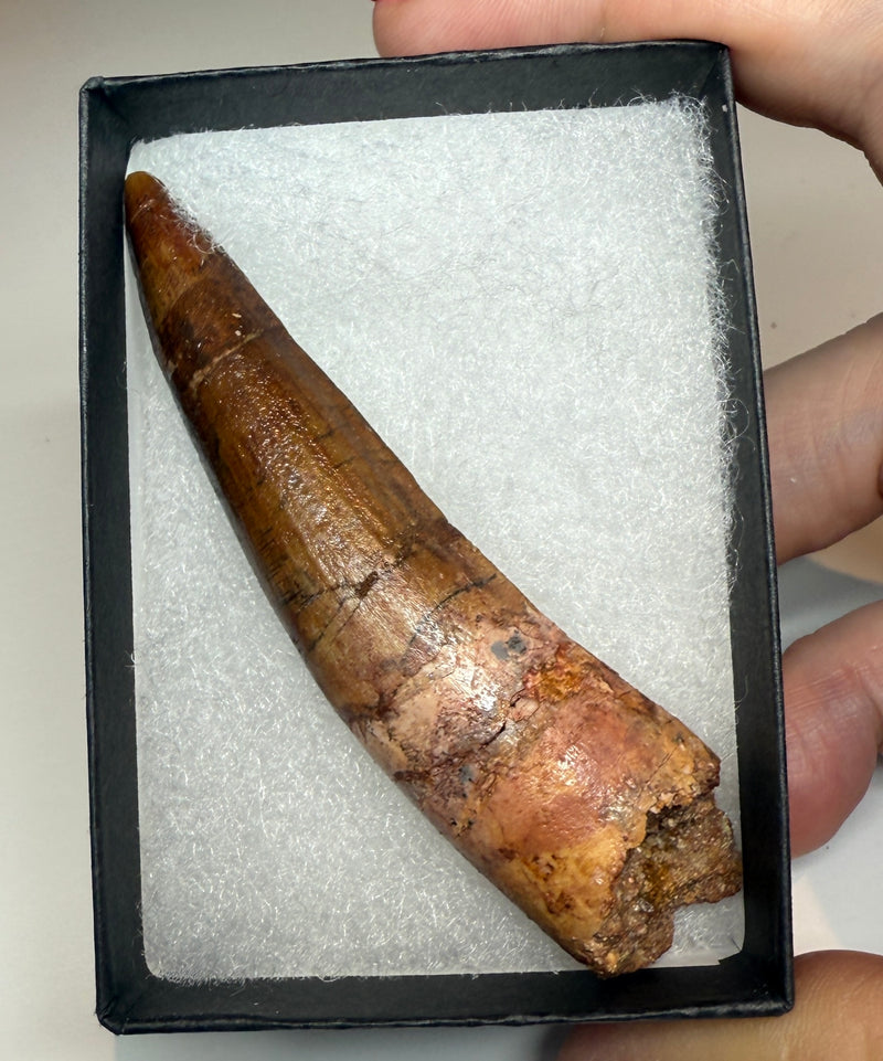 NEW! SPINOSAUR TOOTH
