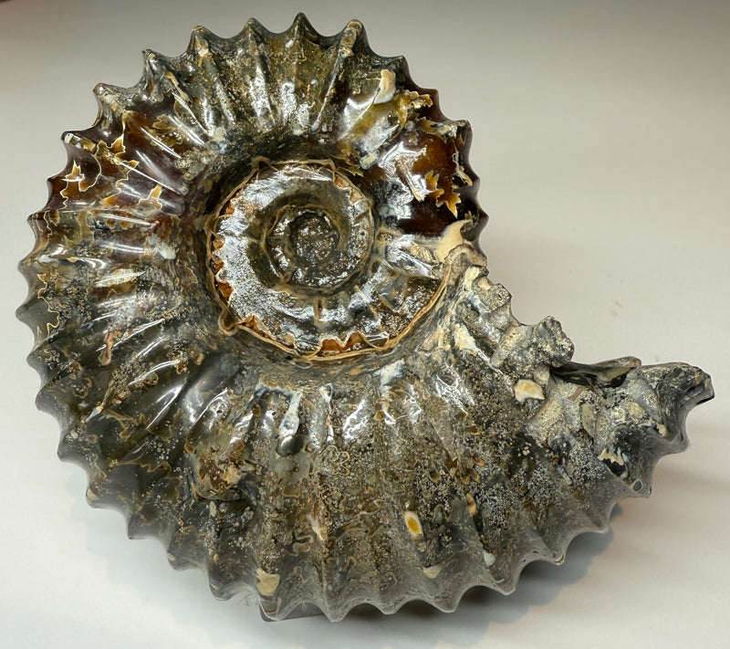 NEW! WHOLE POLISHED DOUVILLEICERAS