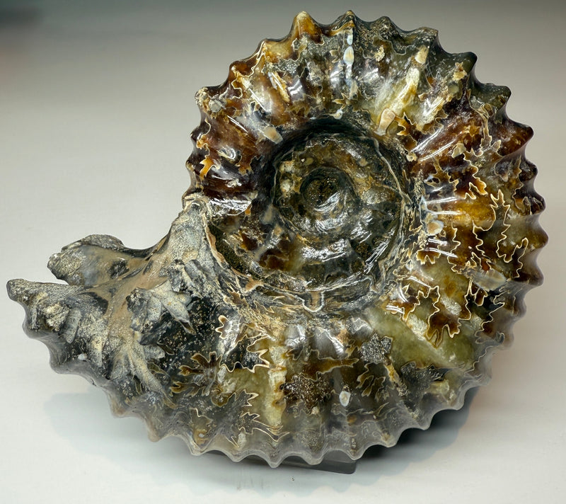 NEW! WHOLE POLISHED DOUVILLEICERAS