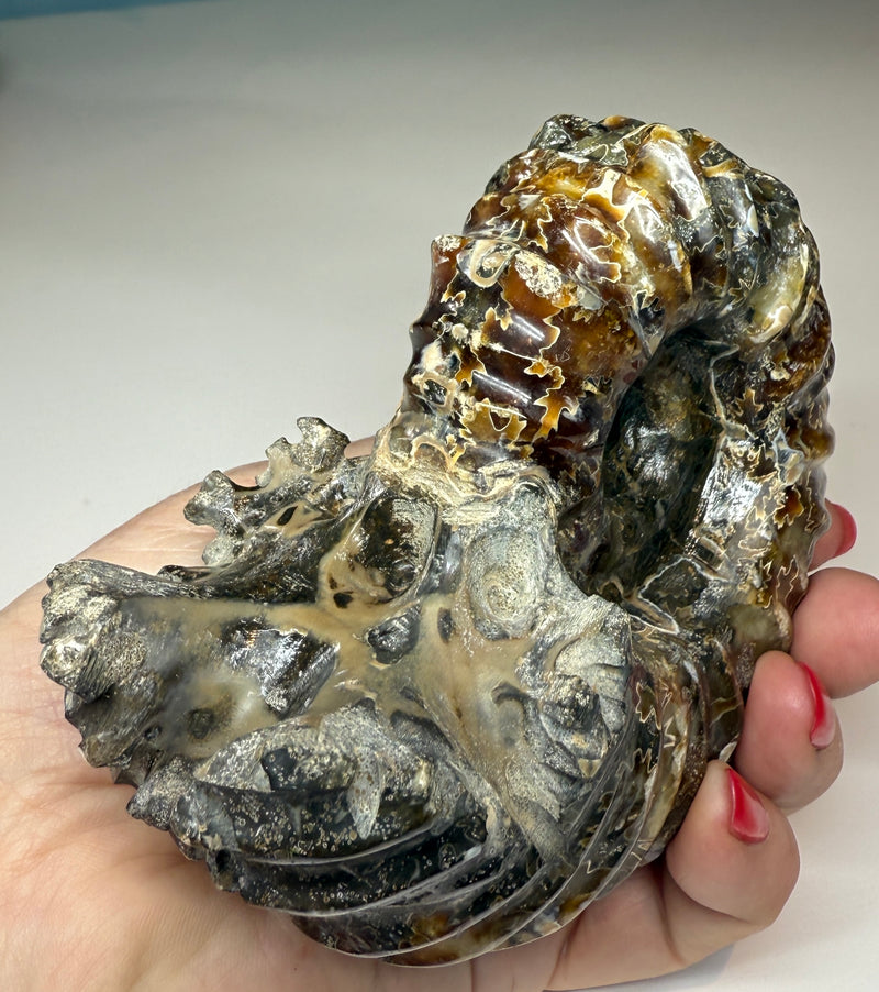 NEW! WHOLE POLISHED DOUVILLEICERAS