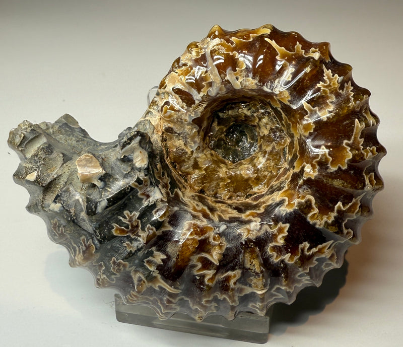 NEW! WHOLE POLISHED DOUVILLEICERAS