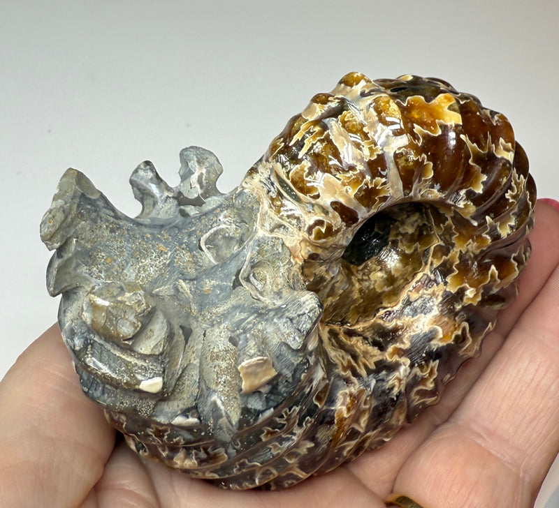 NEW! WHOLE POLISHED DOUVILLEICERAS