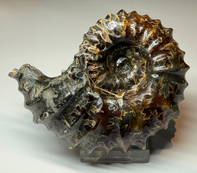 NEW! WHOLE POLISHED DOUVILLEICERAS