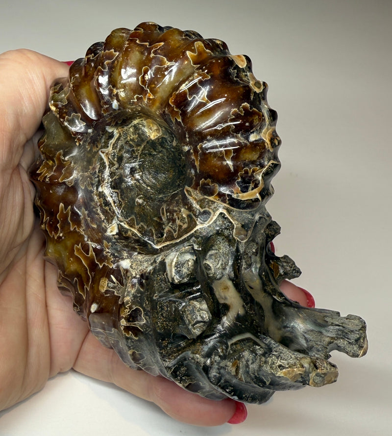 NEW! WHOLE POLISHED DOUVILLEICERAS