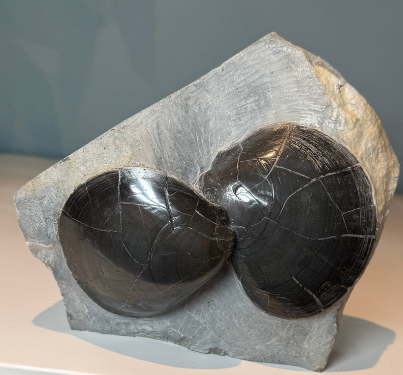 NEW! PLAGISTOMA giganteum bivale