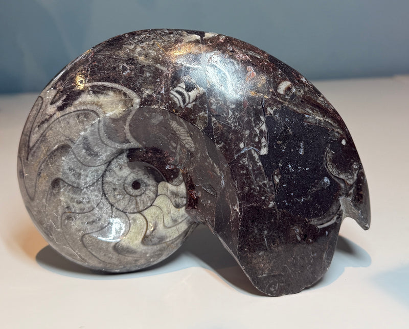 NEW! GONATITE