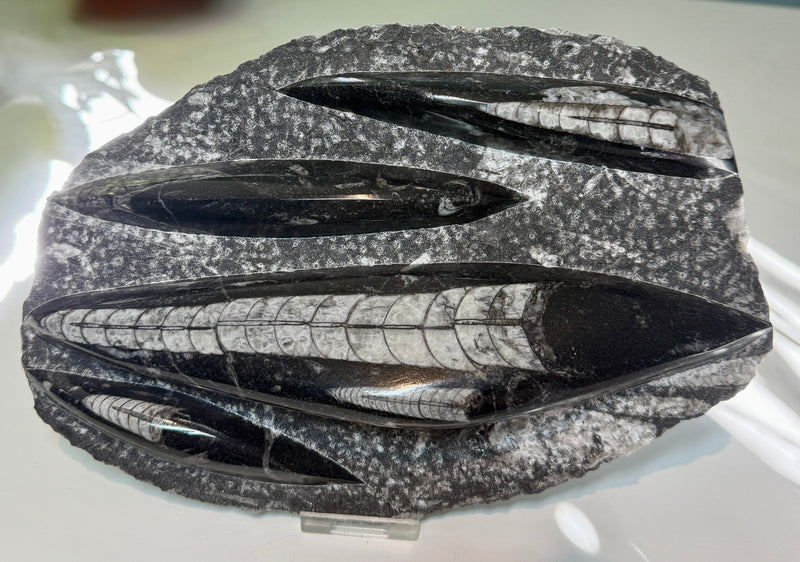 NEW! ORTHOCERAS