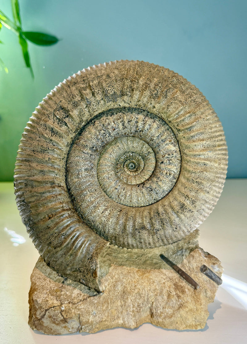 NEW! STEPHANOCERAS AMMONITE