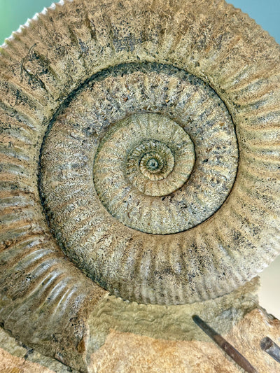 NEW! STEPHANOCERAS AMMONITE