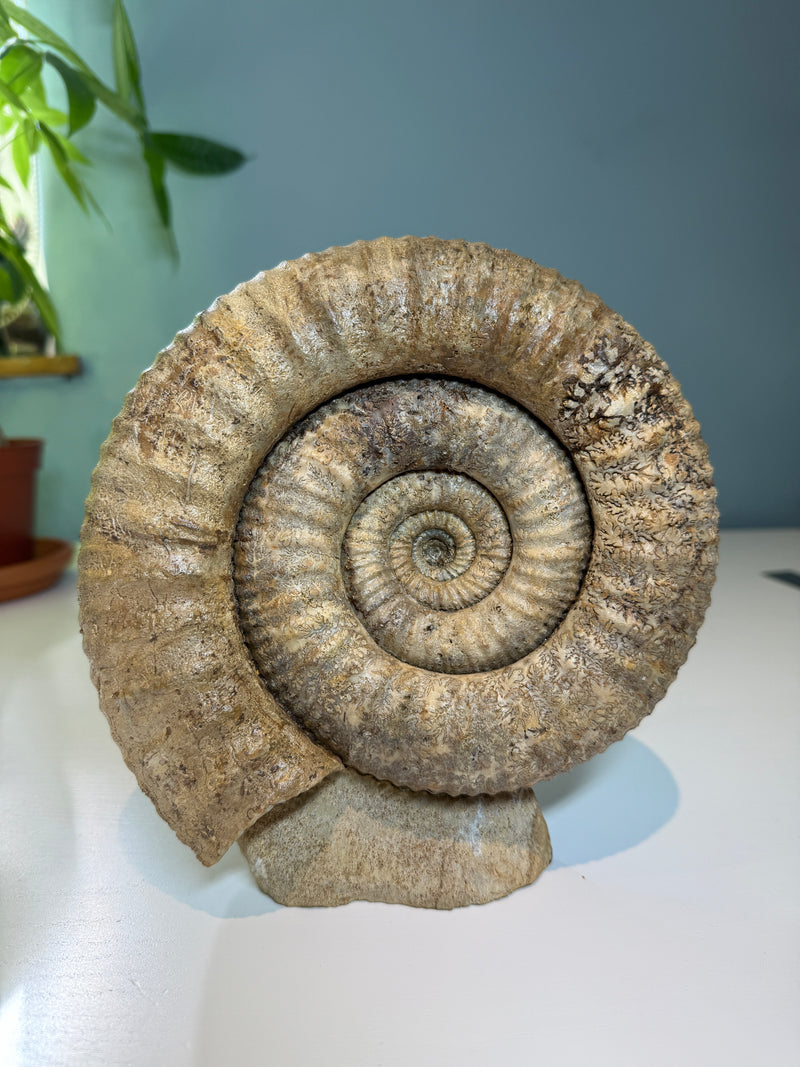 NEW! STEPHANOCERAS AMMONITE