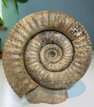 NEW! STEPHANOCERAS AMMONITE
