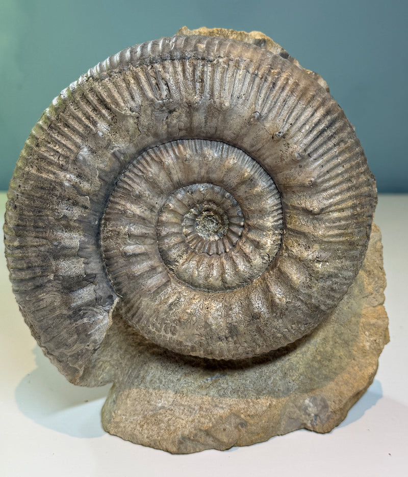 NEW! STEPHANOCERAS AMMONITE