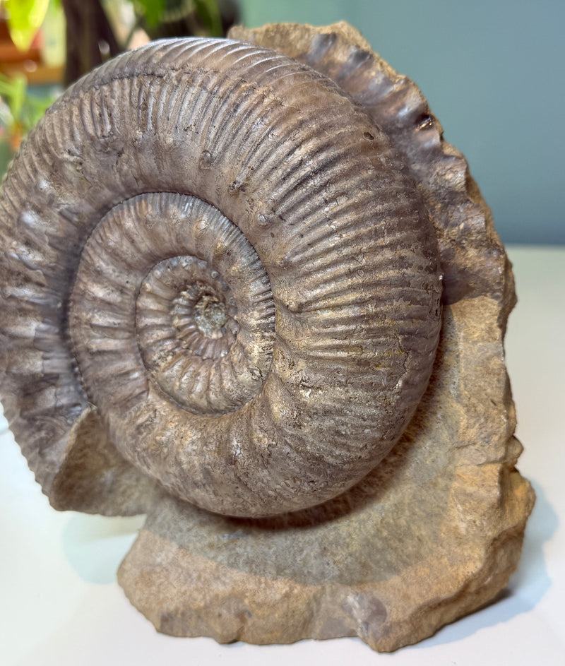 NEW! STEPHANOCERAS AMMONITE