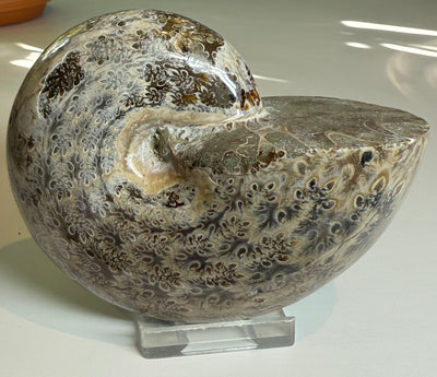NEW! PHYLLOCERAS