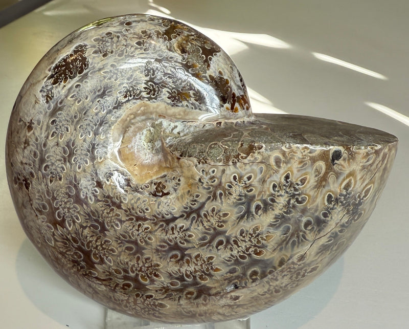 NEW! PHYLLOCERAS