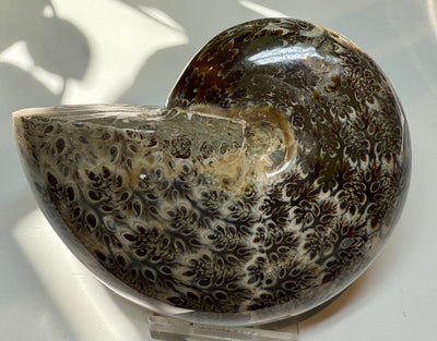 NEW! PHYLLOCERAS